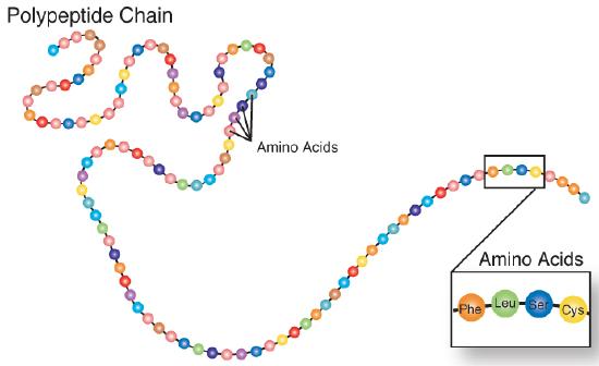 A long colorful polypeptide strand that looks like a string of beads. Each bead or circle is representing an amino acid. A polypeptide chain is many amino acids bonded together.