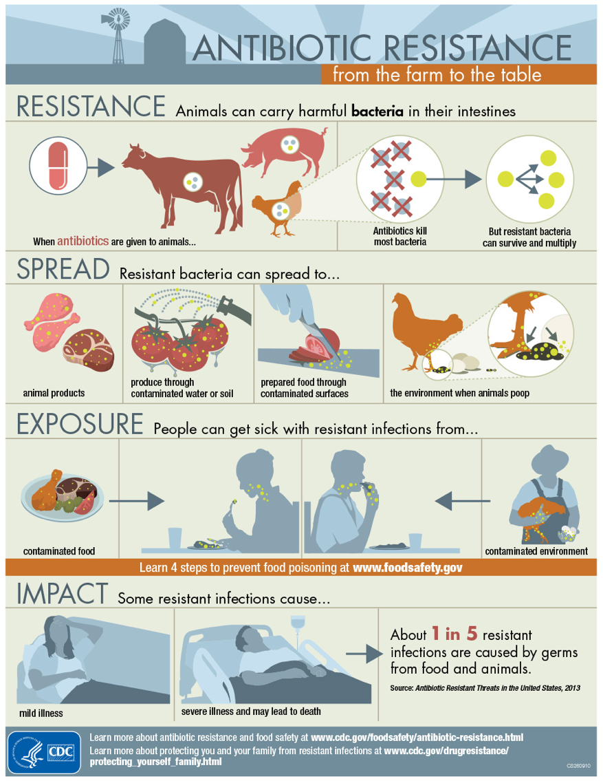 This infographic shows the link between antibiotic use on farms and antibiotic resistant infections. It explains: when antibiotics are given to animals, the antibiotics kill most bacteria but resistant bacteria can survive and multiply. Those resistant bacteria can then spread in animal products, to produce through contaminated water or soil, to prepared food through contaminated surfaces (such as a cutting board previously used for contaminated food), and into the environment when animals poop. People become exposed to these bacteria and are sickened by them by consuming contaminated food or from the contaminated environment (especially farm workers). Resistant infections can cause mild illness or severe illness and may lead to death. About 1 in 5 resistant infections are caused by germs from food and animals.