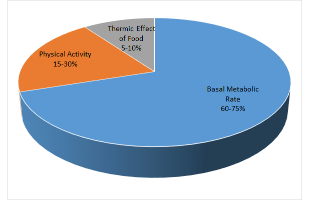 This is a pie chart representing the three components of energy expenditure. The largest part of the pie chart represents basal metabolism (60-75%). The next largest piece of this chart is physical activity (15-30%), and the smallest section of the graph is thermic effect of food (5-10%).