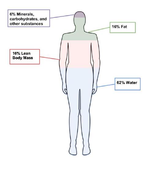 An outline of a human body horizontally divided into 4 parts: 62% water, 16% lean body mass, 16% fat, and 6% minerals and other substances.