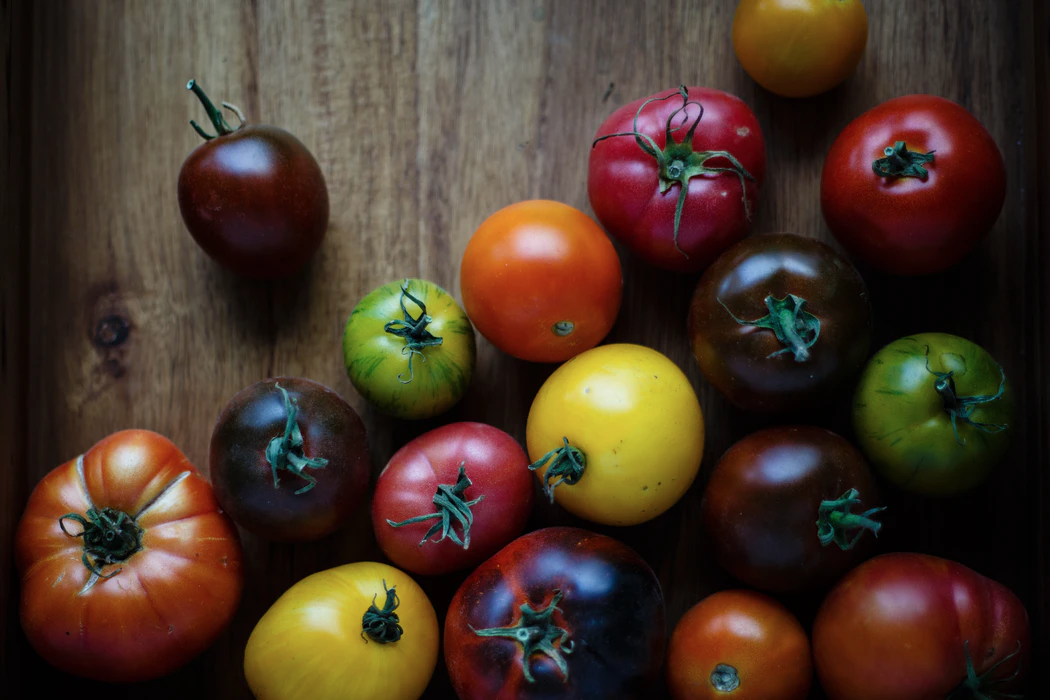 A photograph of a variety of tomatoes that are different colors (red, yellow, green and deep purple).