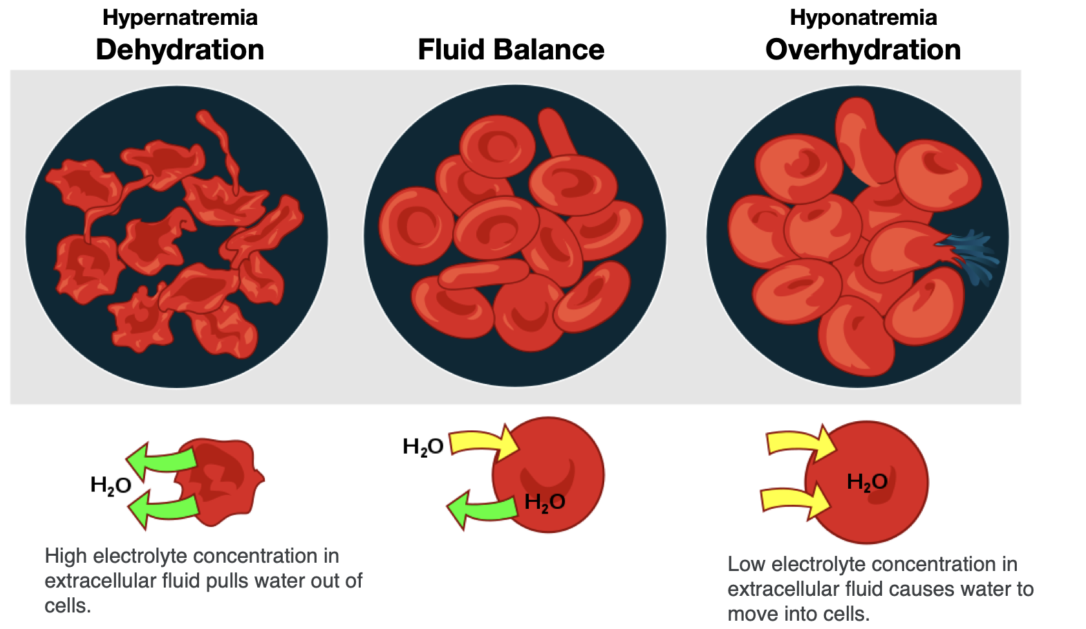 8.5 Vitamins and Minerals Involved In Fluid And Electrolyte Balance
