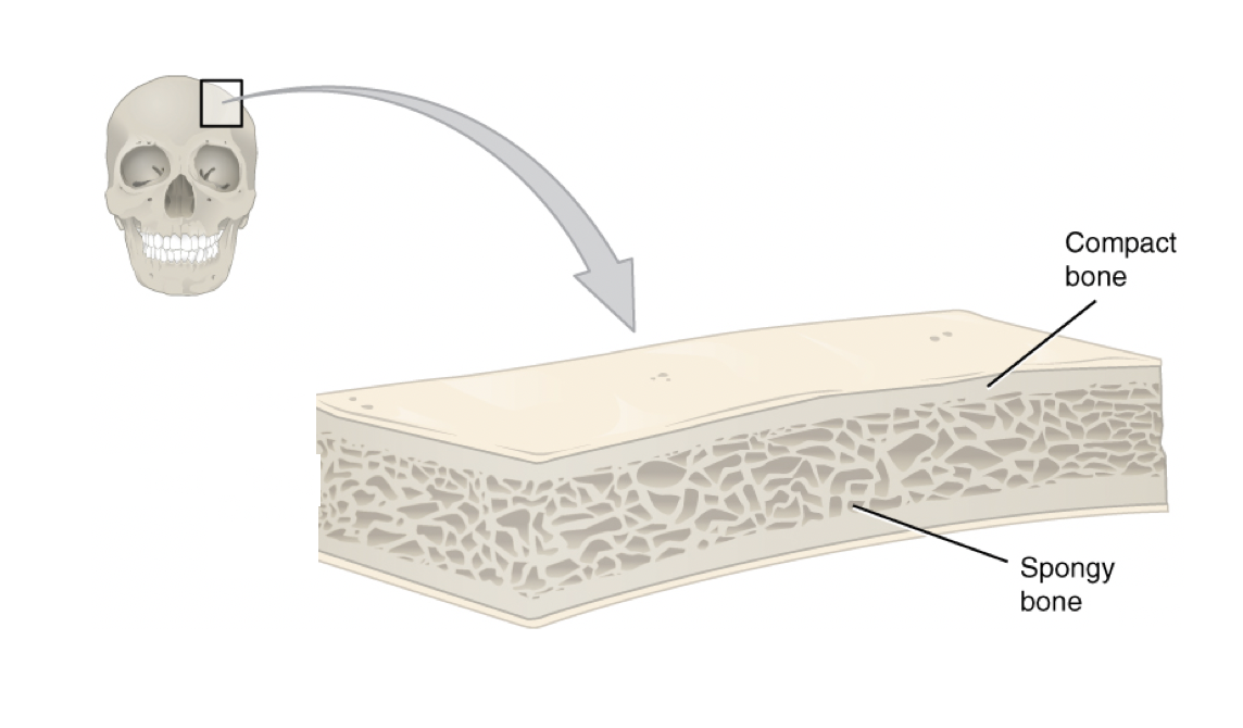 This cross-section of a flat bone from the skull shows the spongy bone lined on either side by a layer of compact bone.