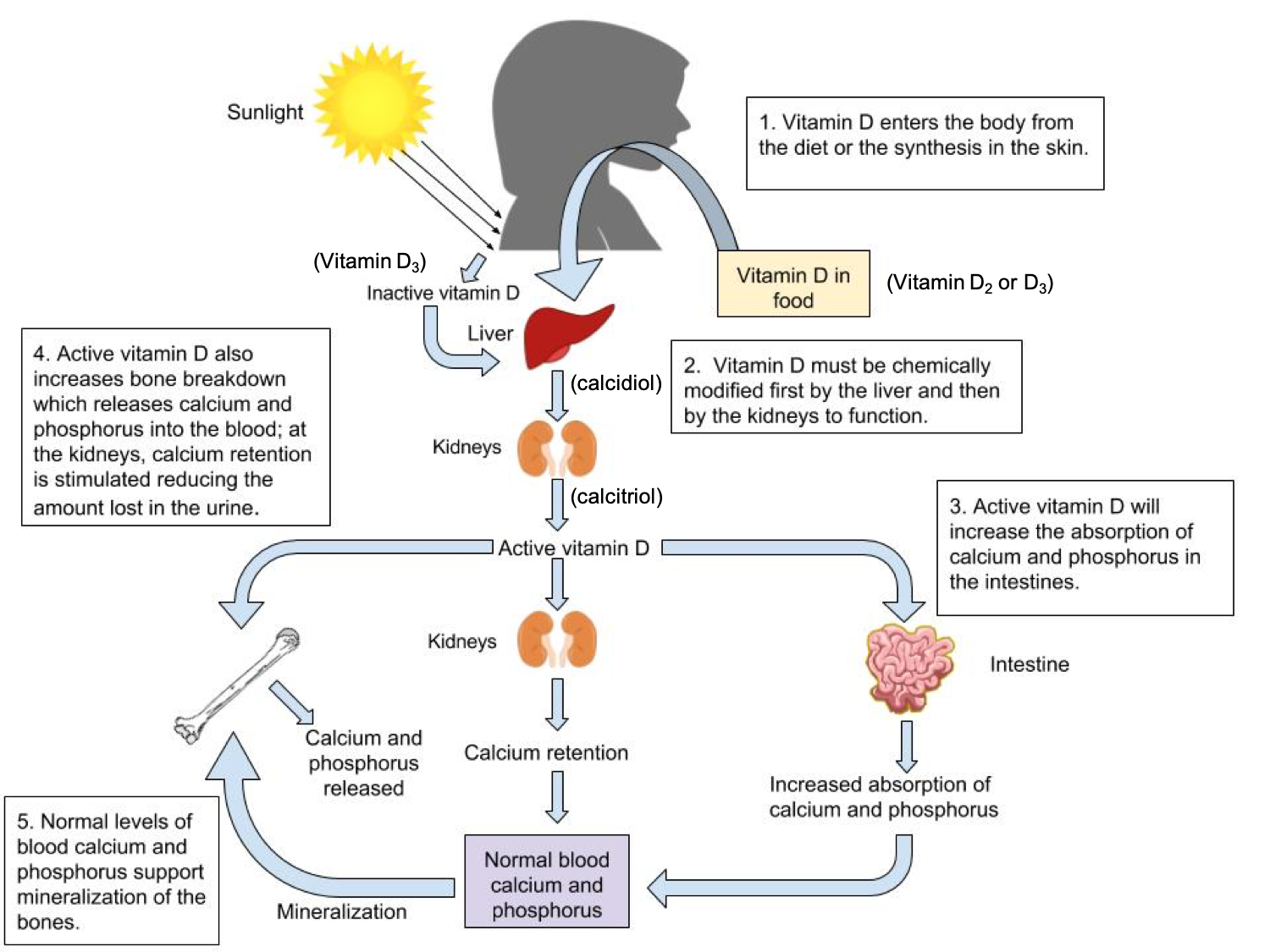 Vitamin D can be synthesized in the skin (vitamin D3) or provided in the diet (vitamin D2 or D3). It is converted by reactions occurring first in the liver (making calcidiol) and then kidney (making calcitriol, the active form). Once active, vitamin D works in several ways to ensure blood calcium homeostasis and enhance the availability of calcium for bone mineralization. Active vitamin D will increase the absorption of calcium and phosphorus in the intestines. It also increasers bone breakdown which releases calcium and phosphorus into the blood; at the kidneys calcium retention is stimulated reducing the amount lost in the urine. Normal levels of blood calcium and phosphorus support mineralization of the bones