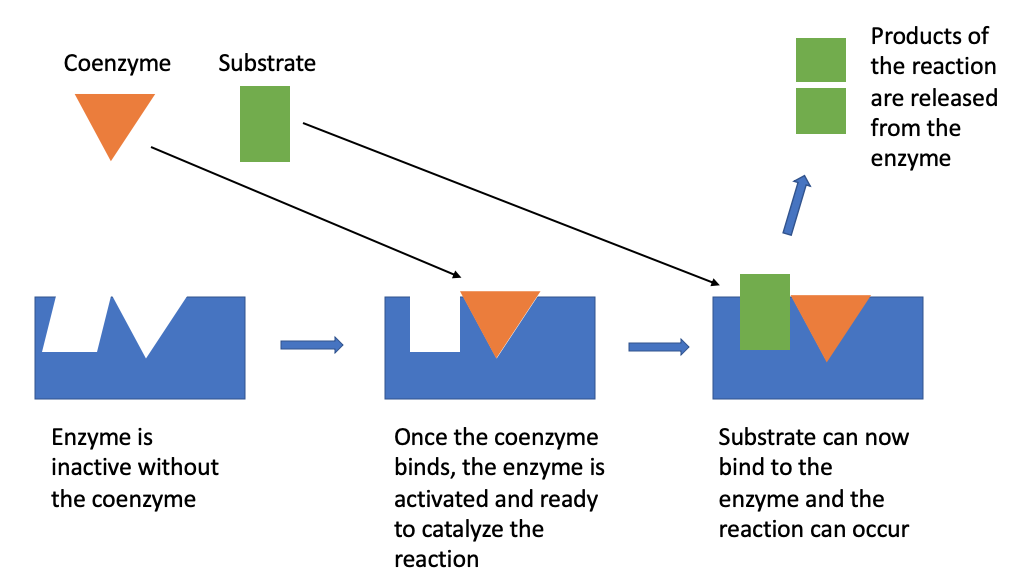Figure shows the shape of an enzyme and the positions on the enzyme that the coenzyme and the substrate bind to. Once a coenzyme binds to the enzyme, the enzyme is activated and the substrate can bind to the enzyme so the reaction can occur. After the reaction, the products of the reaction are released from the enzyme.