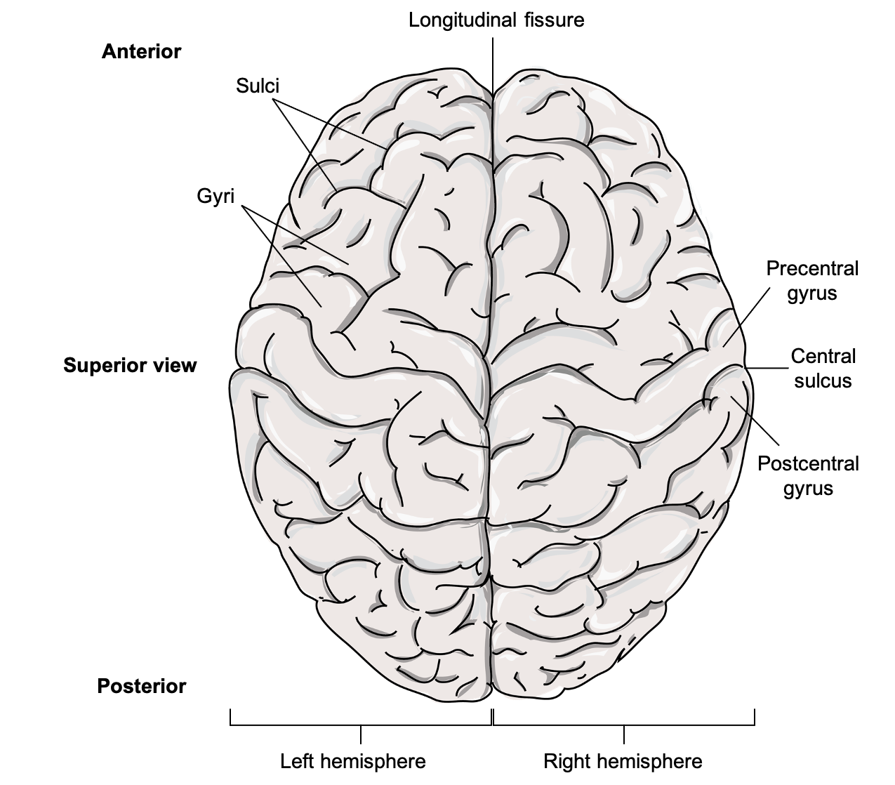 From a superior view, the brain is shaped like a wrinkly grape and cut in half along the long side.