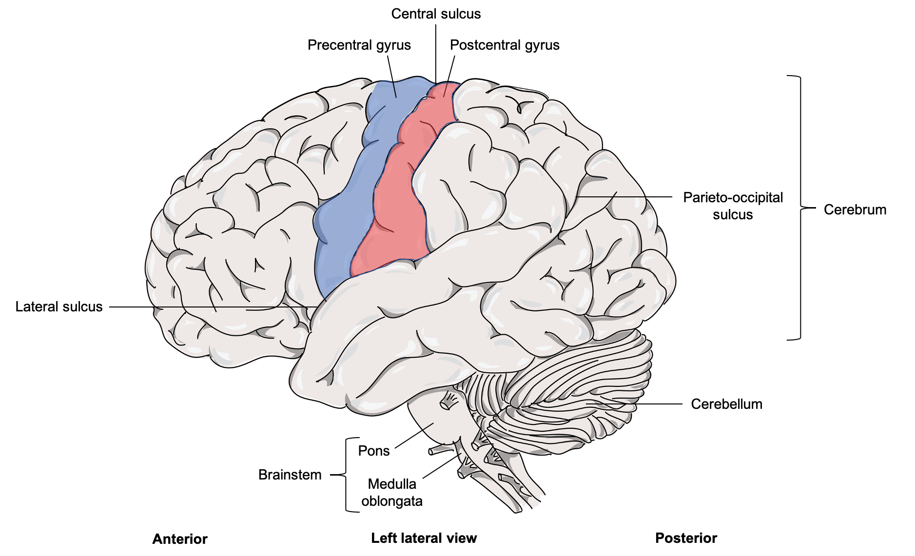 From a lateral view, the brain is shaped like a mitten. Inferior to the mitten is the cerebellum.