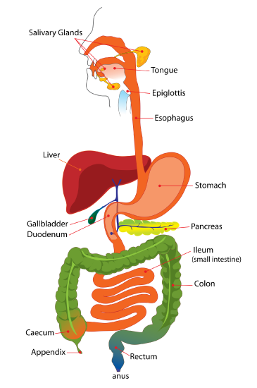 Illustration of the human gastrointestinal system:  mouth, esophagus, stomach, intestines