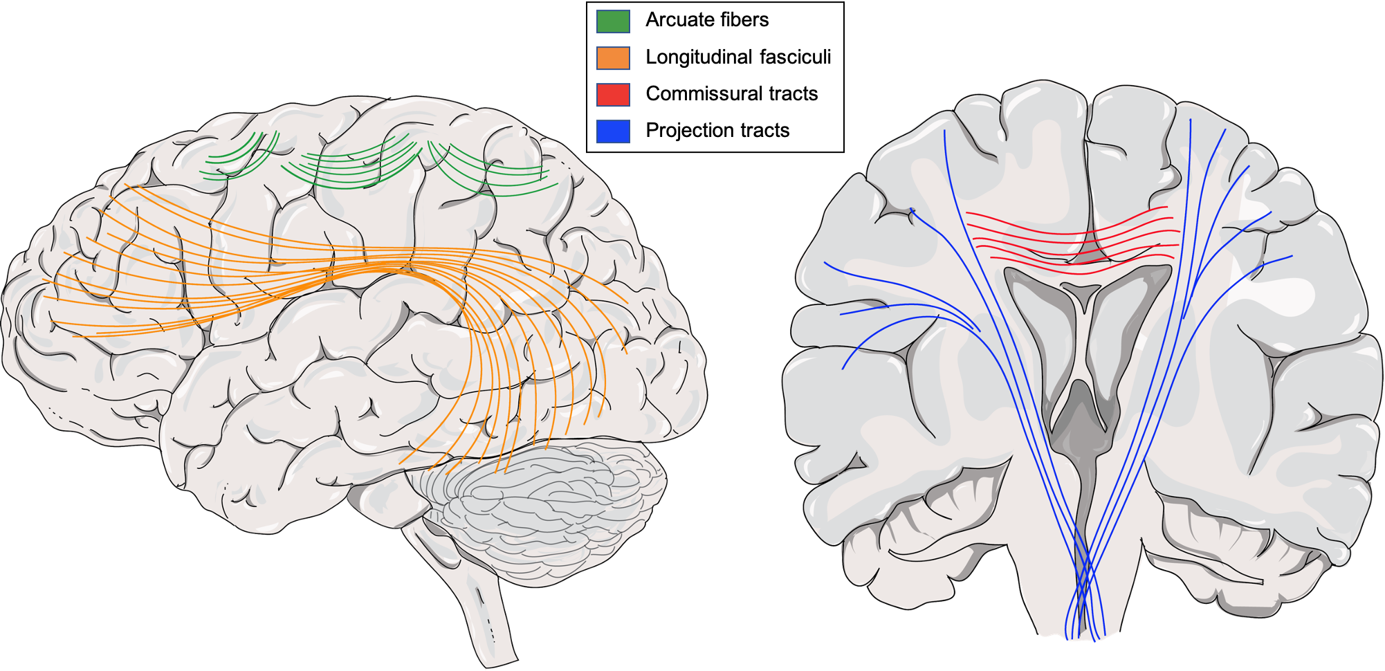 Lateral view on the left and coronal section on right. Colored lines that connect different regions.