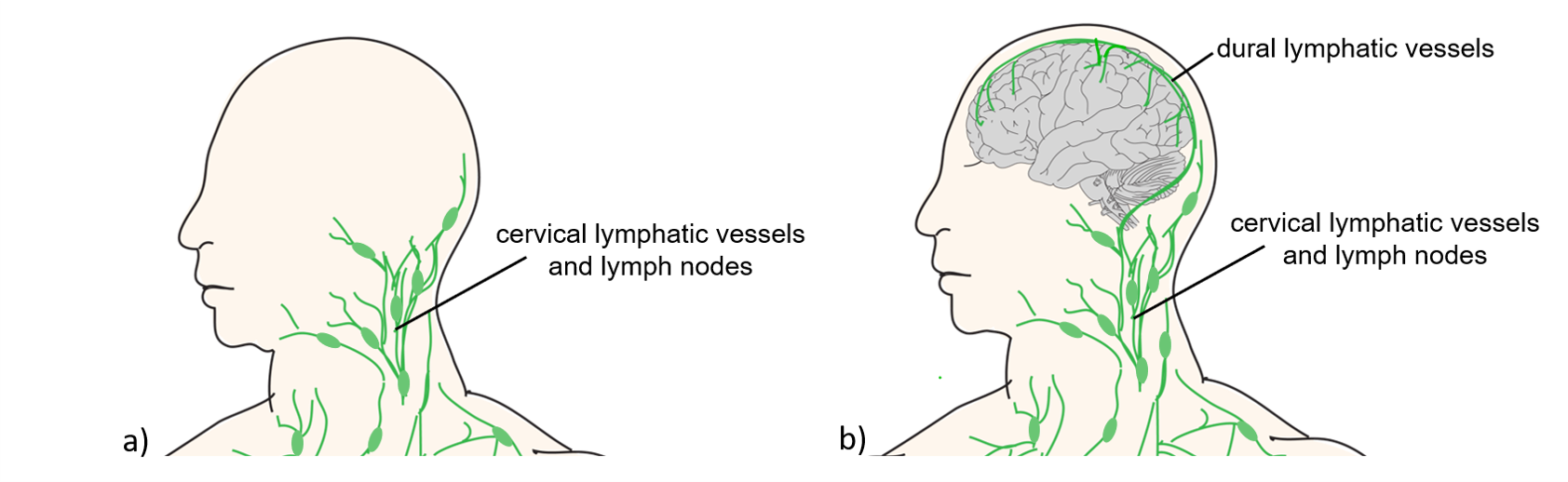 Comparison of lymphatic vessel diagrams before and after the discovery of dural lymphatic vessels.