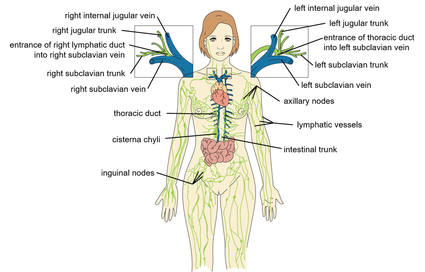 Labeled diagram of lymphatic vessels, larger trunks, and the largest ducts that connect them to the bloodstream.