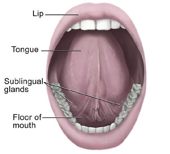 604px-Mouth_and_tongue.jpg