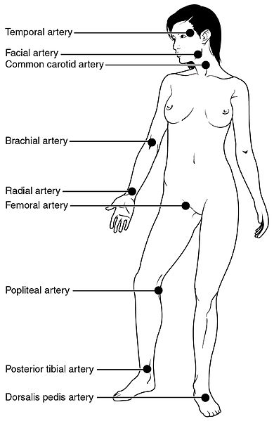 puntos de pulso humanos etiquetados, incluyendo arterias principales en todo el cuerpo, desde la cabeza y el cuello hasta los tobillos