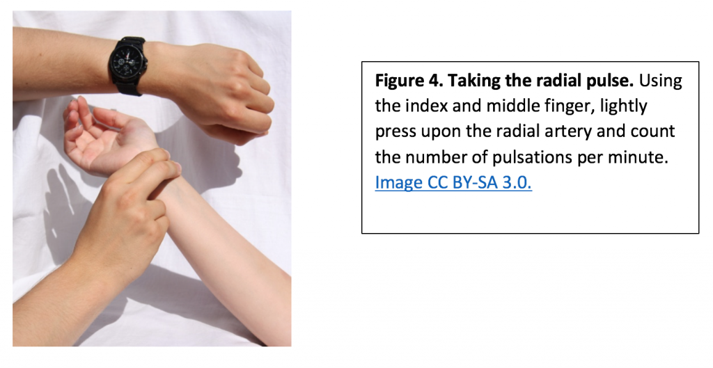 Usando el dedo índice y medio, presione ligeramente la arteria radial y cuente los pulsos por minuto.