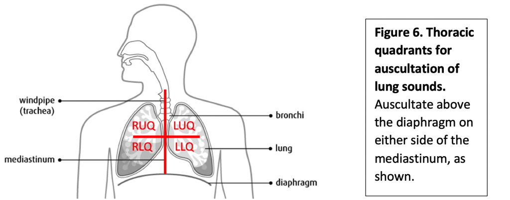 Thoracic quadrants for auscultation of lung sounds.