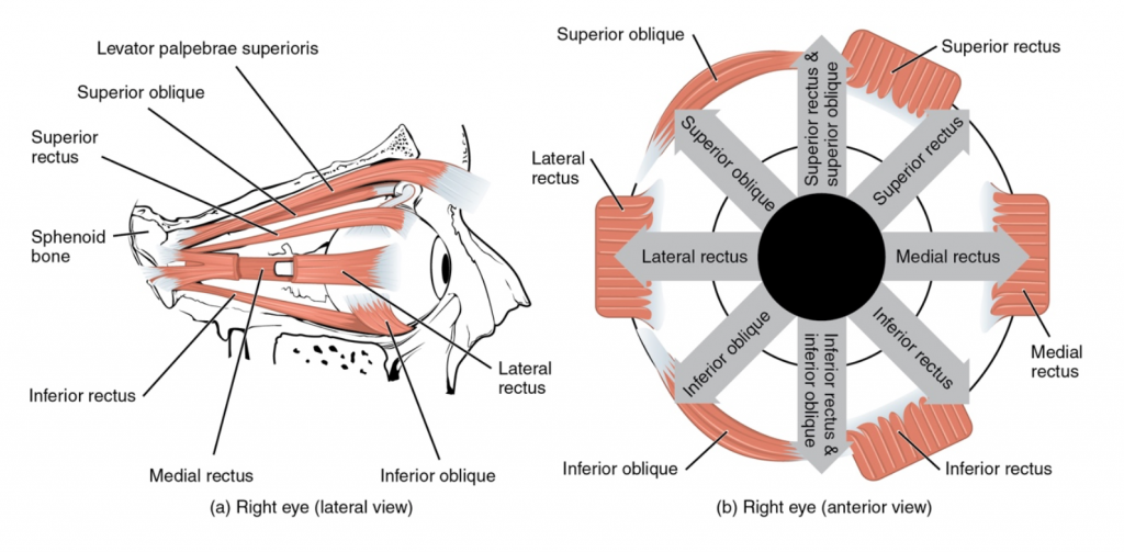 Extrinsic Eye Muscles