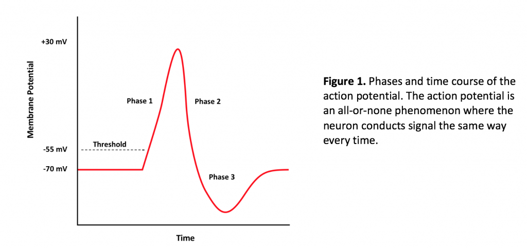 The action potential is an all or none phenomenon where the neuron conducts signal the same way every time.