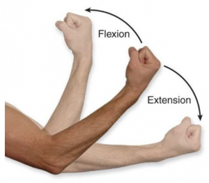 flexion extension