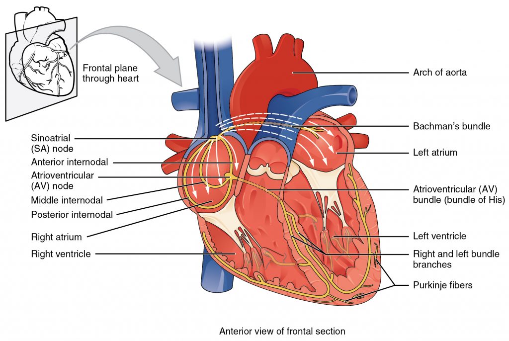 electrical conduction system of the heart labeled