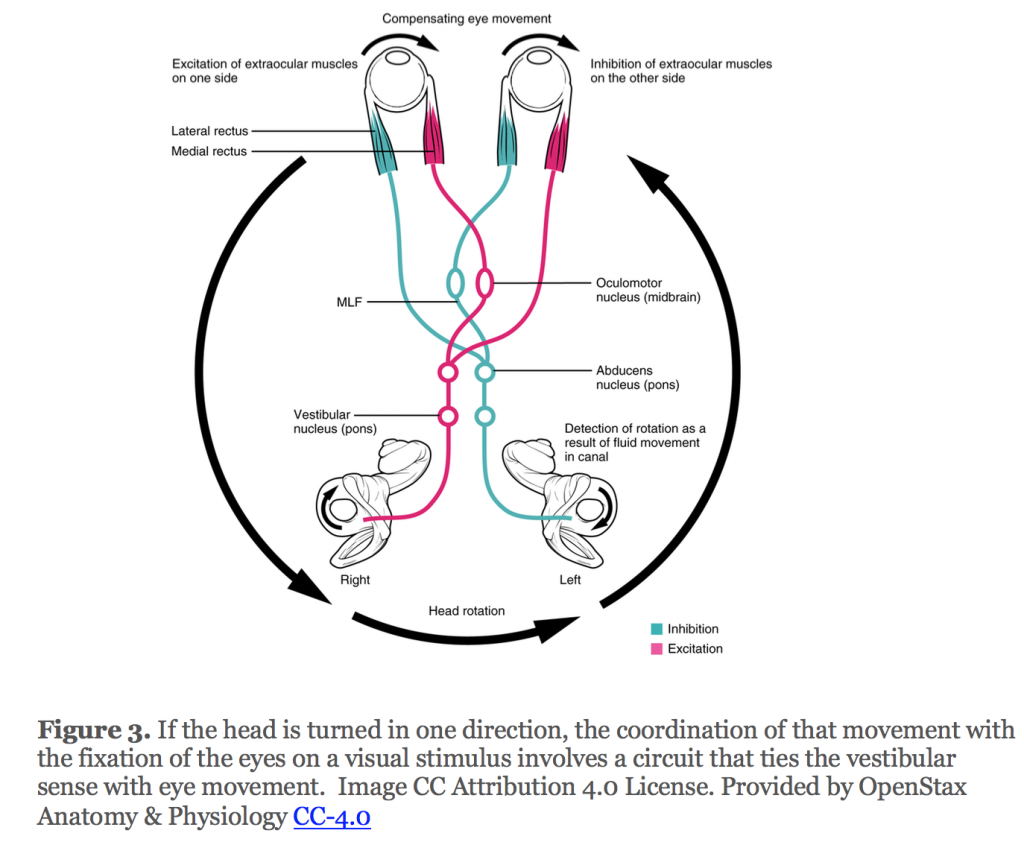 If the head is turned in one direction, the coordination of that movement with the fixation of the eyes on a visual stimulus involves a circuit that ties the vestibular sense with eye movement.