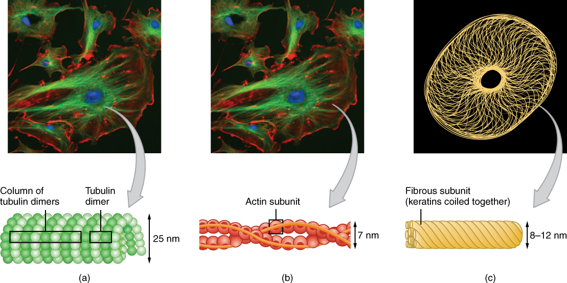 Cytoskeleton components stained and viewed under microscope with associated protein structures