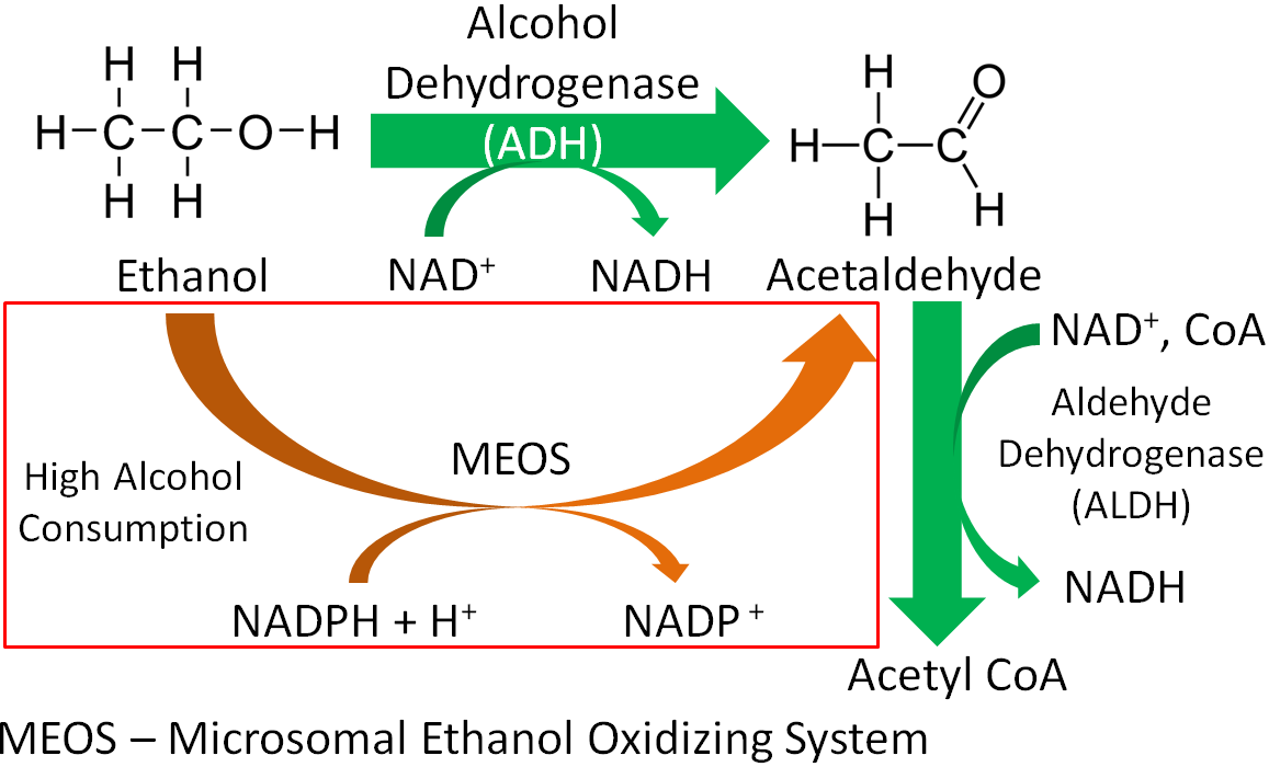 : Alcohol Metabolism - Medicine LibreTexts