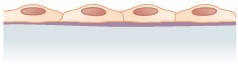 Single layer of thin, flat cells