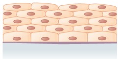 Multiple layers of flat, thins cells