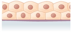 Multiple layers of cube shaped cells