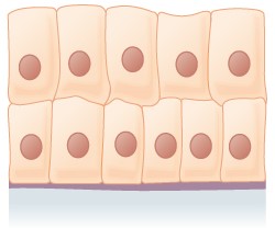 Multiple layers of rectangular shaped cells