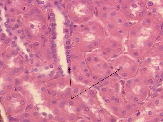 simple cuboidal epithelium as viewed under the microscope