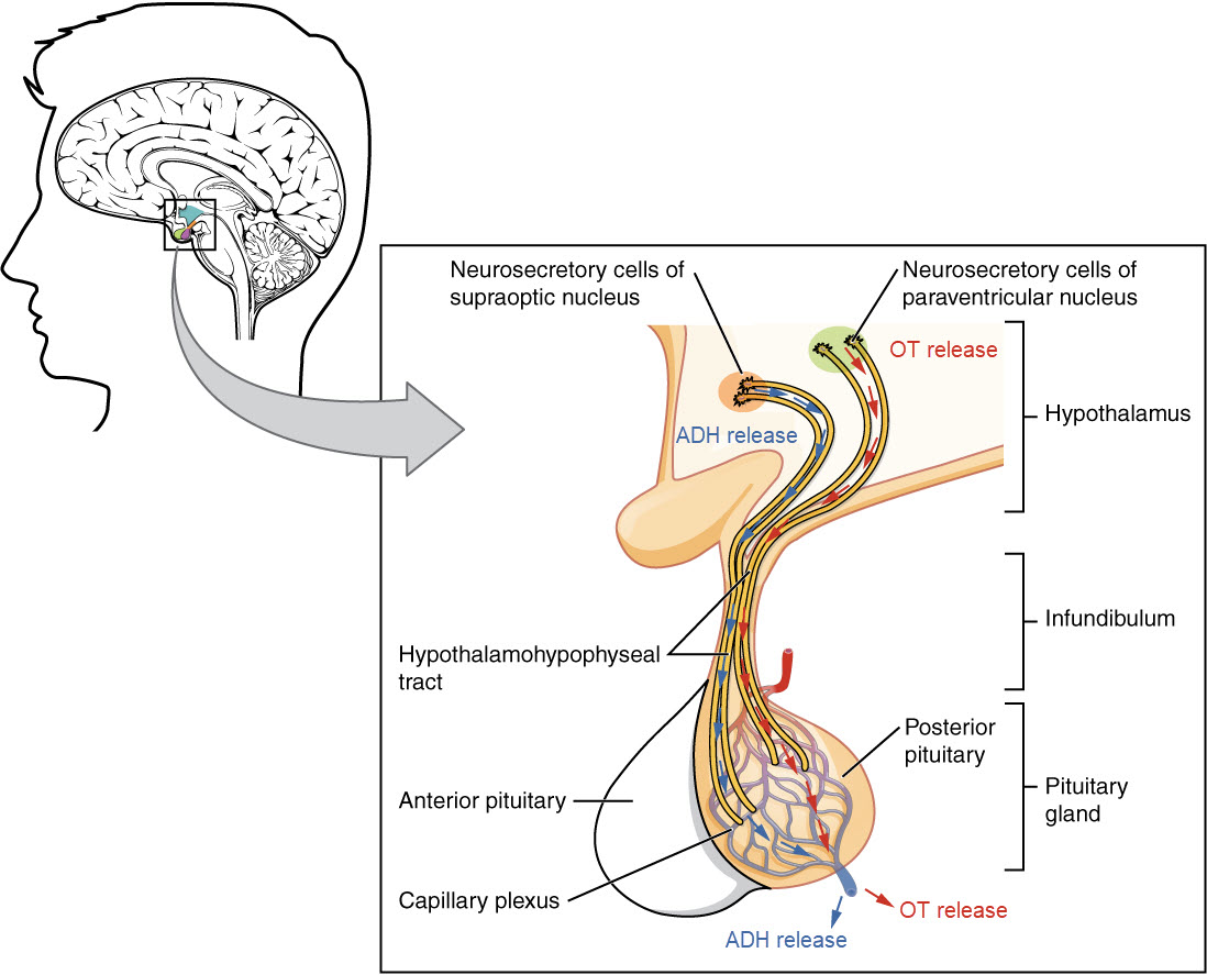 Diagram of hypothalamus to posterior pituitary pathways via neurosecretory cells