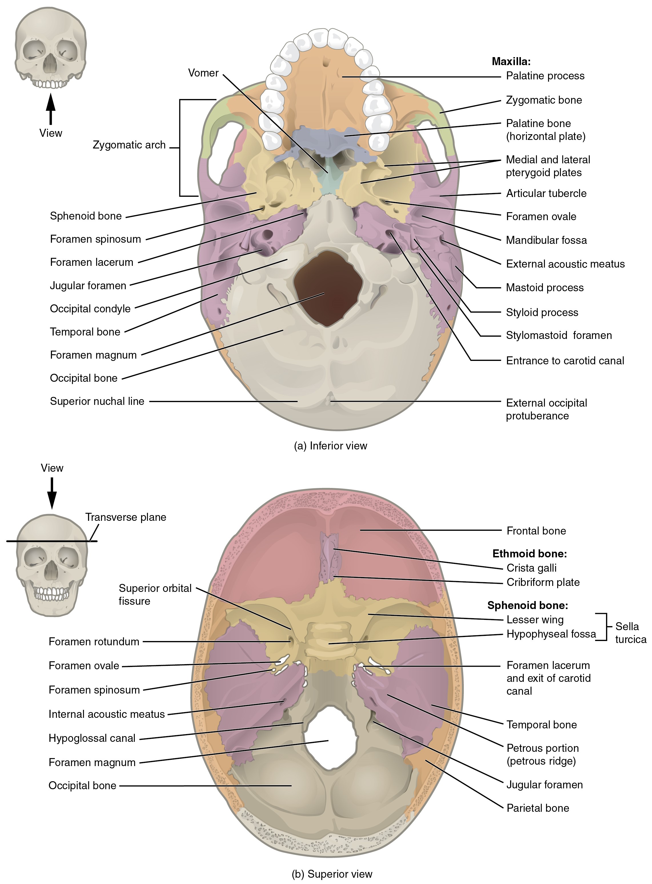 Superior-Inferior View of Skull Base