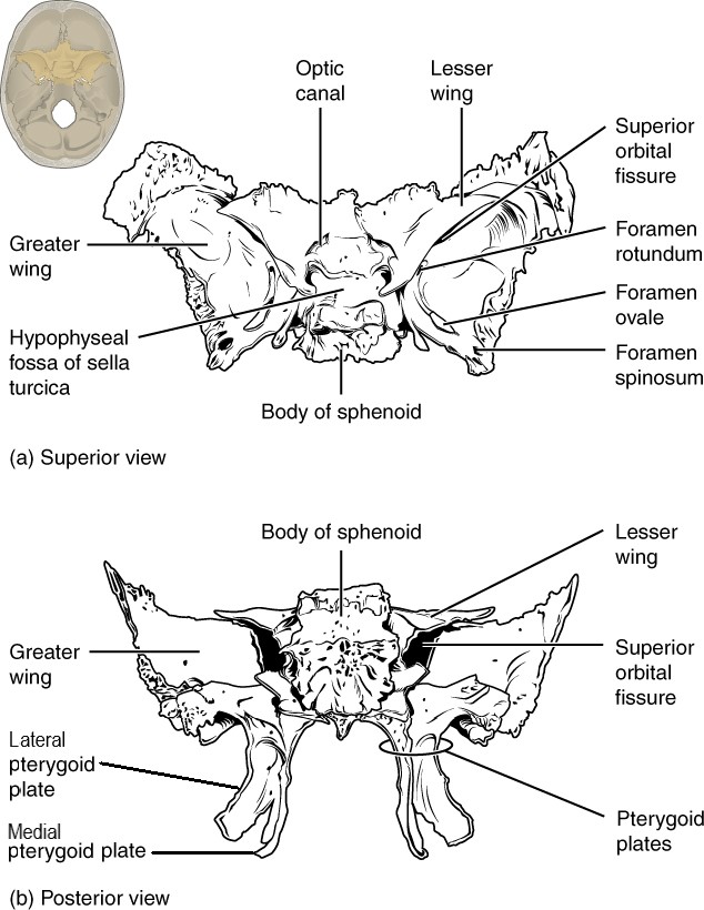 superior and posterior views of sphenoid bone