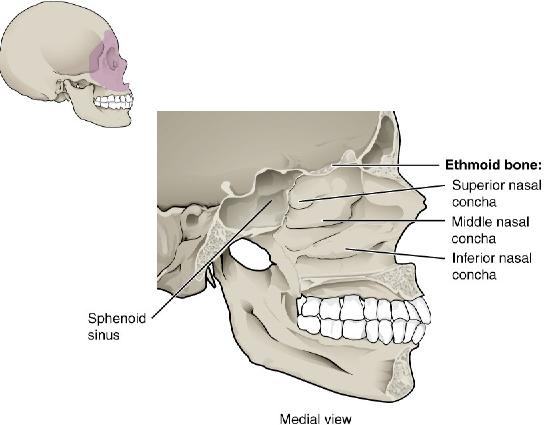 Lateral wall of nasal cavity