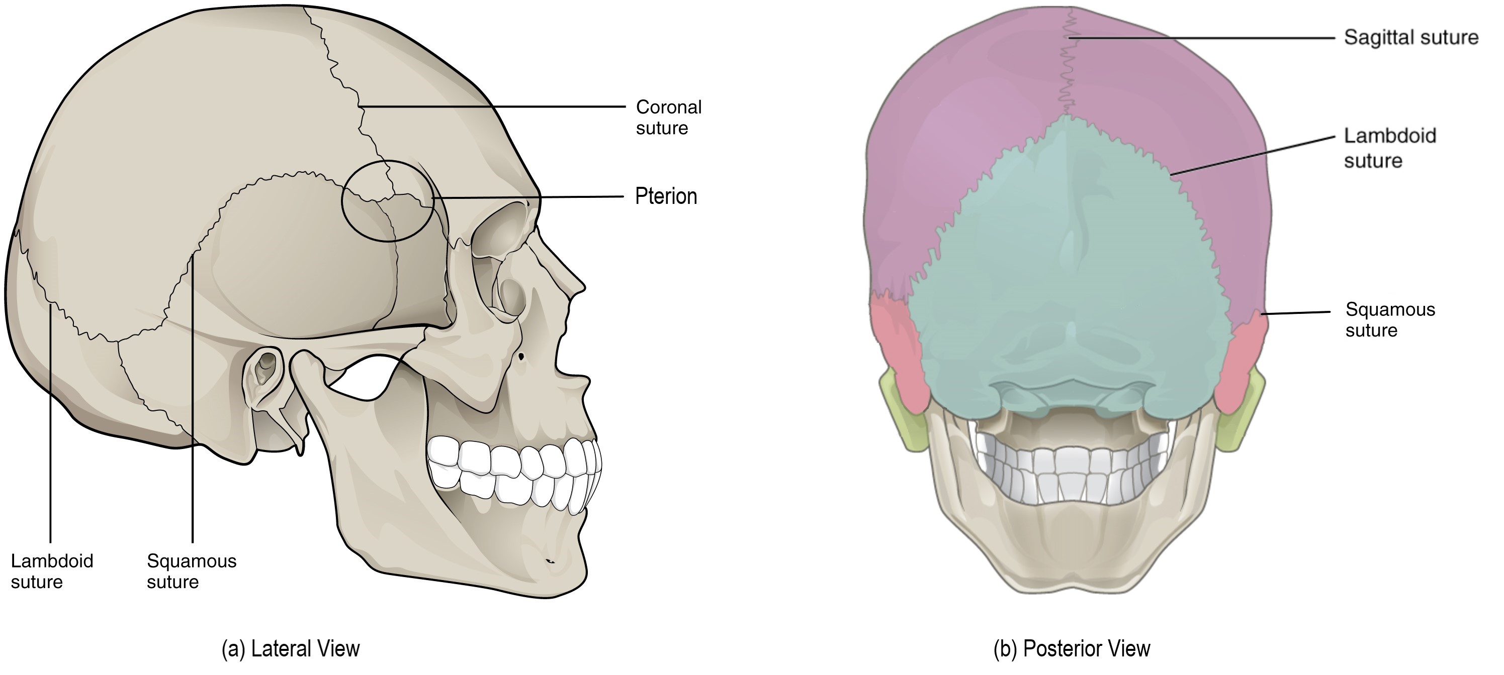 Sutures of the skull from the lateral and posterior views