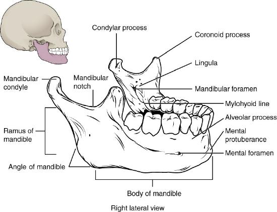 Right lateral view of mandible
