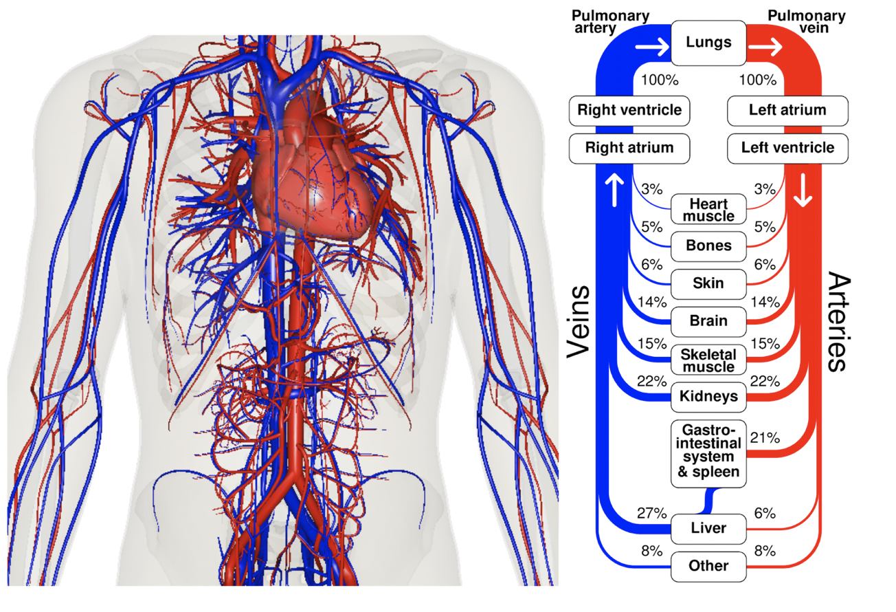 veins and arteries