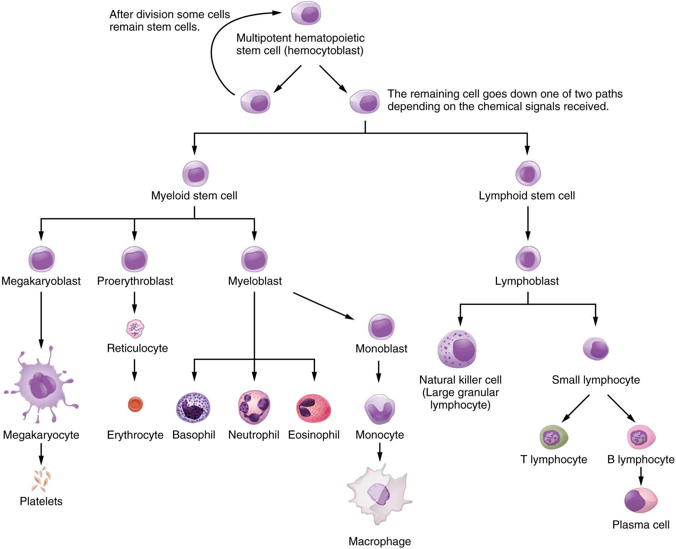 Flow chart of hematopoietic cell divisions in the bone marrow.