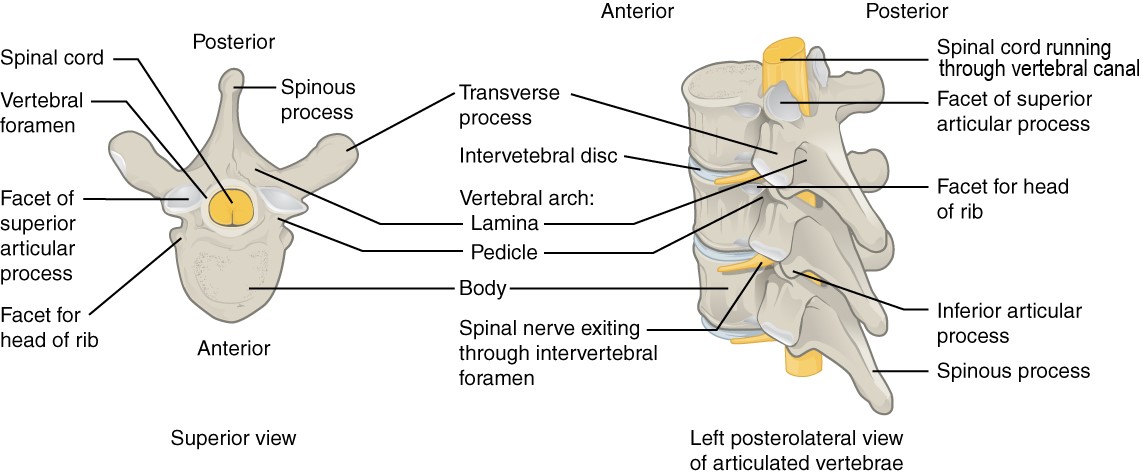 Superior view of a single vertebra and left posterolateral  view of three articulated vertebrae