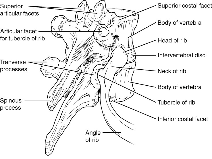 right posterolateral  view of two articulated thoracic vertebrae and articulated rib
