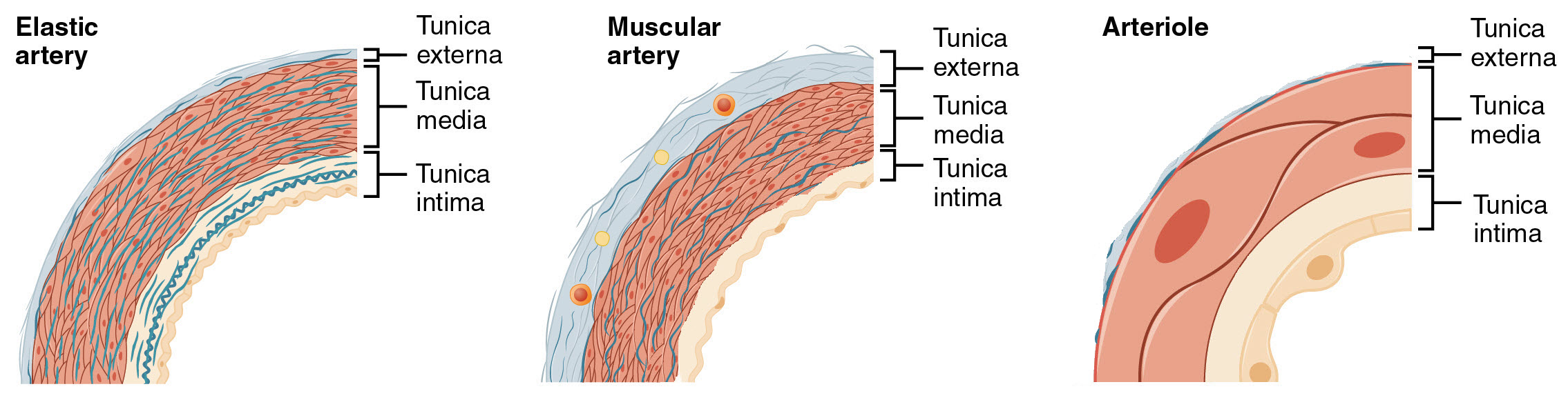Comparison of vessel tunics in different types of arteries