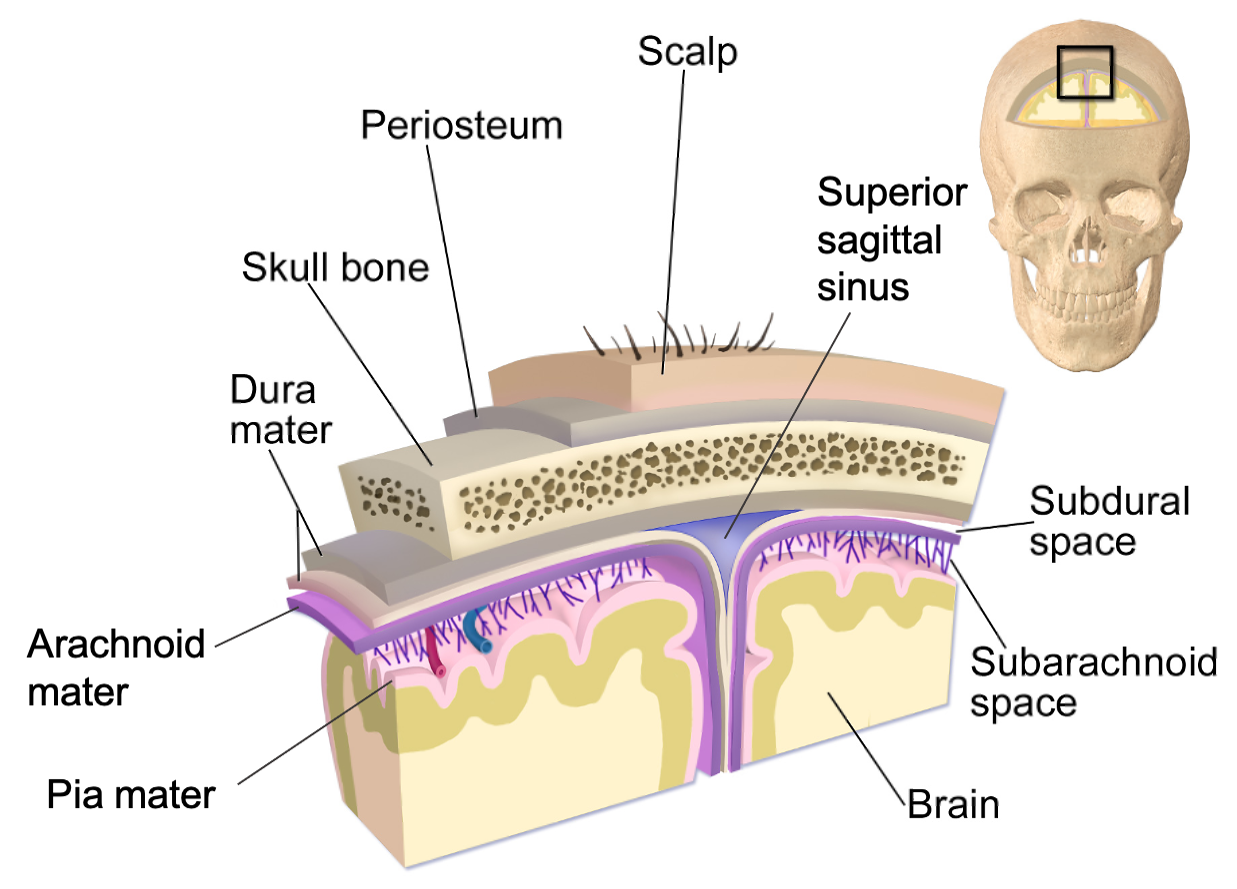 From superficial to deep, the protective structures are: scalp, periosteum, skull bone, and meninges.