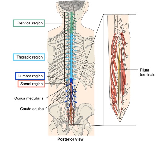 Posterior view of dissected vertebrae shows the spinal cord regions, cauda equina and filum terminale