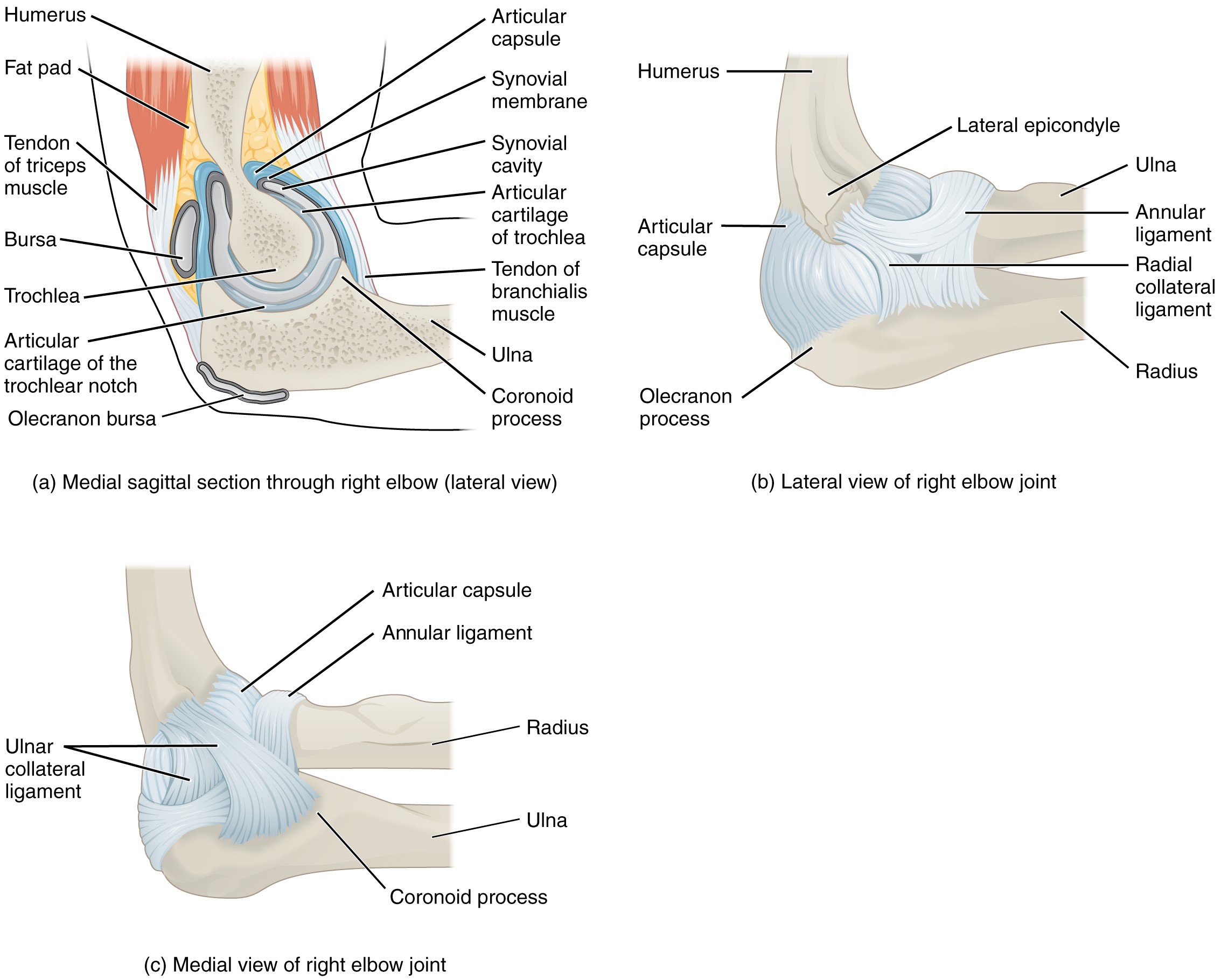 Sagittal view of right elbow joint; Superficial medial and lateral views showing ligaments of the right elbow joint