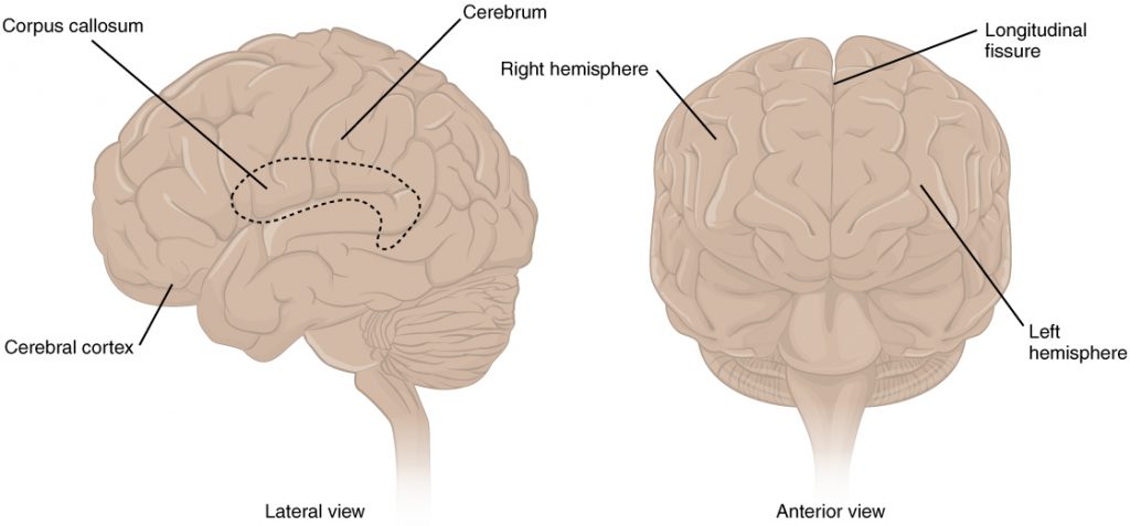 Ilustración que muestra la corteza cerebral, con etiquetas