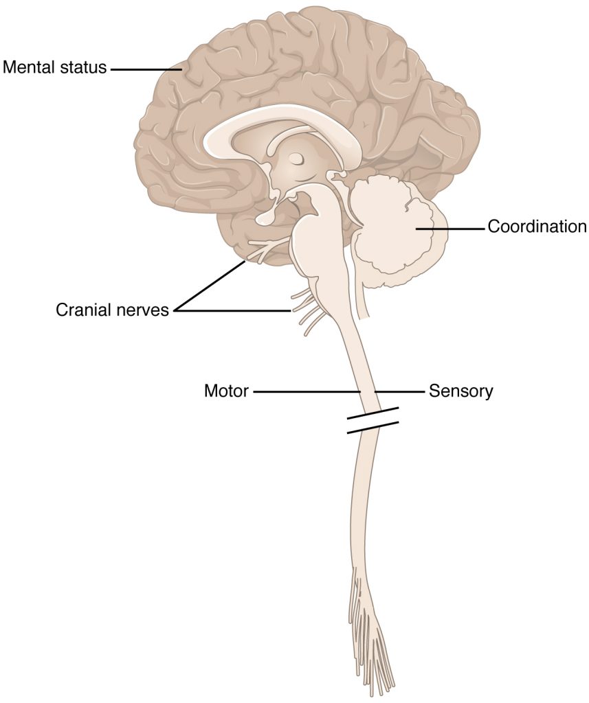 Ilustración que muestra cerebro, nervios craneales y tronco encefálico, con etiquetas.
