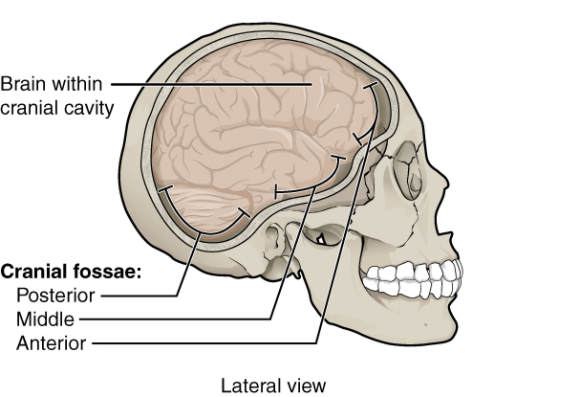 Illustration of cranial cavity, with labels
