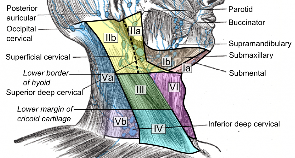 Illustration of lymph nodes in head and neck, with labels