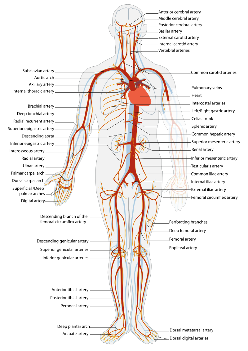 Illustration showing arterial circulation in human body, with labels